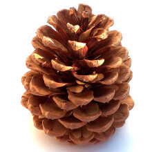 Winter Woods Cinnamon Pinecone parfumate 12-14/PKG mari