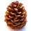Winter Woods Cinnamon Pinecone parfumate 12-14/PKG mari 1