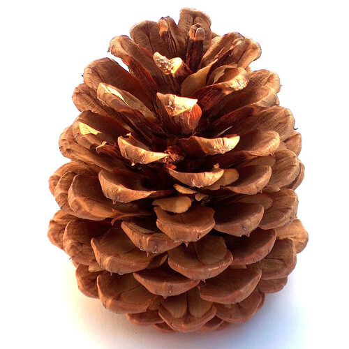 Winter Woods Cinnamon Pinecone parfumate 12-14/PKG mari