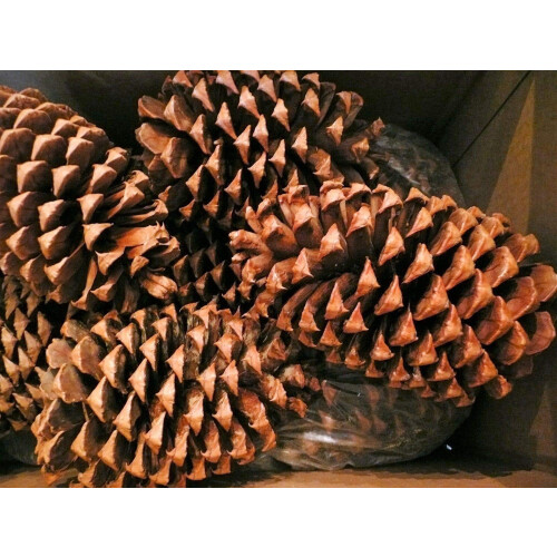 Winter Woods Cinnamon Pinecone parfumate 12-14/PKG mari 2