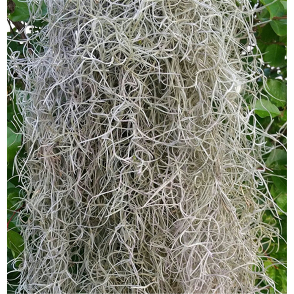 Spanisches Moos - 5-Pfund-Box - Floristenbedarf-image