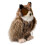 Douglas B   ho cornudo de peluche de Douglas Einstein 2