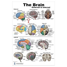 Blue Tree Publishing Inc. Brain Charts (Brain Poster L)