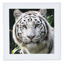 3Drose LLC QS_4845_4 White Tiger Quilt Square 12 by 12-tum