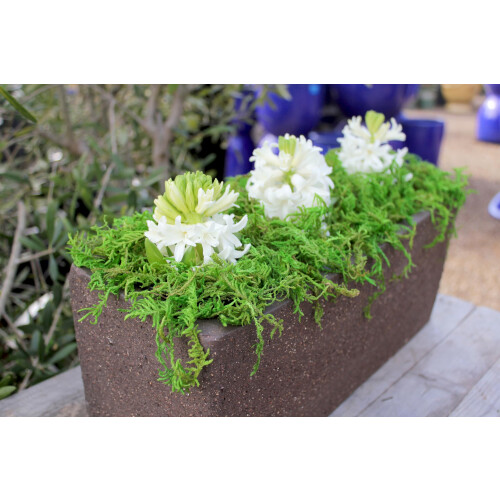 Supermoss (25320) Moss 1