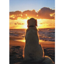 Hund sidder på stranden ved solnedgang - Avanti Golden Retriever Pet Sympati Card af Avanti Press