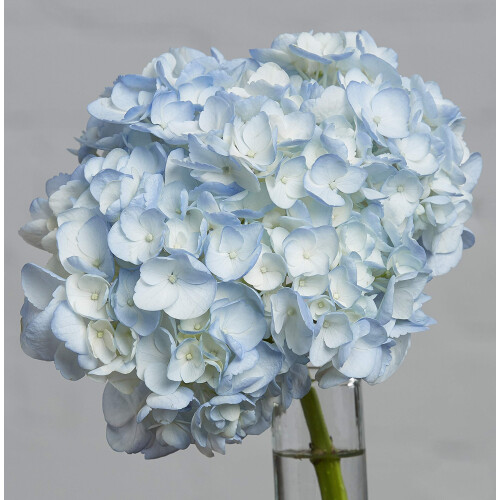 Design Master Just for Flowers Sprhfarbe Hellblau 1
