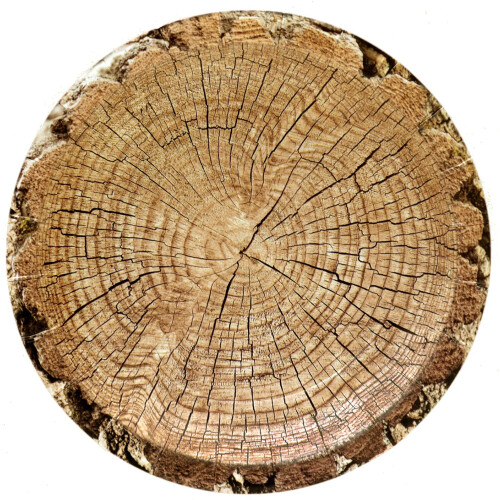 Πιάτα Havercamp Cut Timber 7" Round (8 πιάτα)! Αυθεντική Υφή Ξύλου