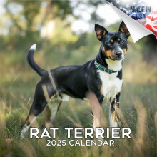 2024 2025 Rat Terrier Kalender - Maandelijkse muurkalender voor hondenrassen - 12 x 24 Open - Dik papier zonder bloeding - Cadeaubaar - Academische l