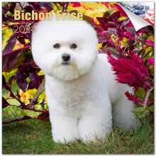 2023 2024 Bichon Frise Calendar - Dog Breed Monthly Wall Calendar - 12 x 24 Open - Thick No-Bleed Paper - Giftable - Academic Teacher's Planner Calend