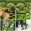 32PCS 5 Size Rocks Decorative Green Moss Balls 5