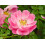 Rosa Mosqueta-zeep (100g) 2