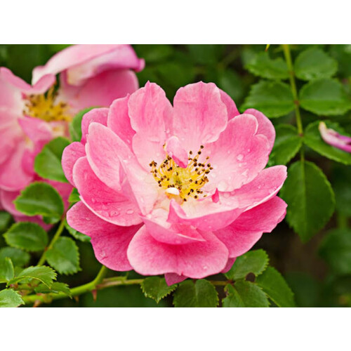 Rosa Mosqueta-zeep (100g) 1