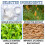 Secrand Powder Powder SPF 50 + 3