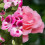 Augustinus Bader The Geranium Rose testolaj 5