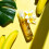 Kadalys Radiance Precious Oil - ????????? - ??t???? ?pa???a 1,69 ??????? 4