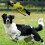 Nerf Nerf Dog Large Nylon Launching Duck  Green 2