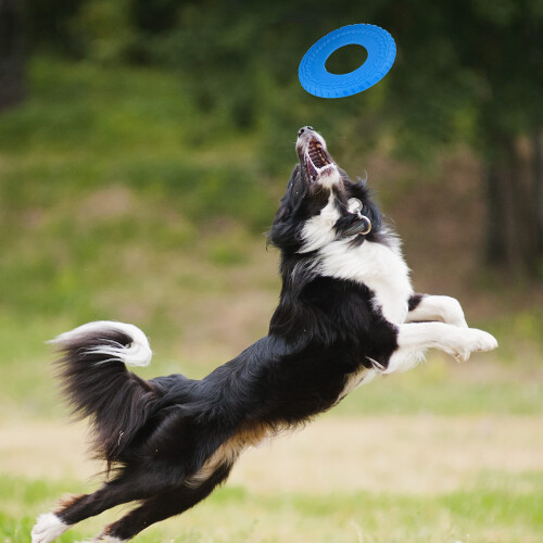 Nerf Nerf Dog R 2