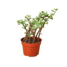 House Plant Dropship 4-SUCC-PORTULACARIA-ELEPHANT.BUSH-2 4 in. Succulent Portulacaria Rainbow Bush ReVased 1 Pot Plant, Pack of 2