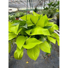 House Plant Dropship 8-POTHOS-NEON-RV 8 in. Pot Revased Pothos Neon Plant