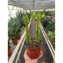 House Plant Dropship 6-SUCC-EUPHORBIA-MINT.CREAM 6 in. Pot Euphorbia Mint Cream Plant