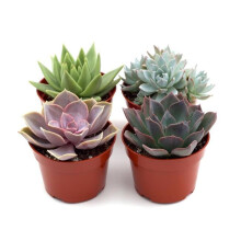 House Plant Dropship 4-SUCC-VARIETY-4PK-1 4 in. Pot Rosette Succulent Variety Plants, Pack of 4