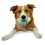 Nylabone Nylabone Double Action Power tygger holdbar hundelegetøjsmedium - op til 30 kg. 3