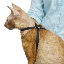 Top Performance Nylon verstellbares Fellpflegegeschirr fr Katzen, 1/2 Zoll, Schwarz
