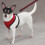 Afslappet hunde mesh hunde sele x-small r?d 2