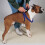Ham pentru animale de companie Guardian Gear 2 Step 3