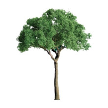 JTT Scenery Products Professional Series: Green Jacaranda 3/4 """"