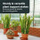 Vivo 6 Pack Plant Support Stakes 25 x 44cm Metal Plant Supports Ring Cage 2