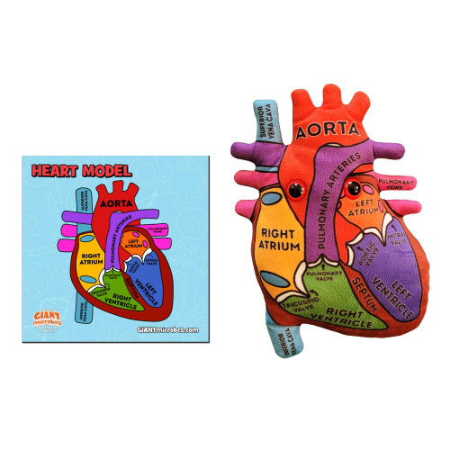 GIANTmicrobes Anatomisches Herz Plüsch, Humanes Herz Modell, Herz Anatomie Modell 1