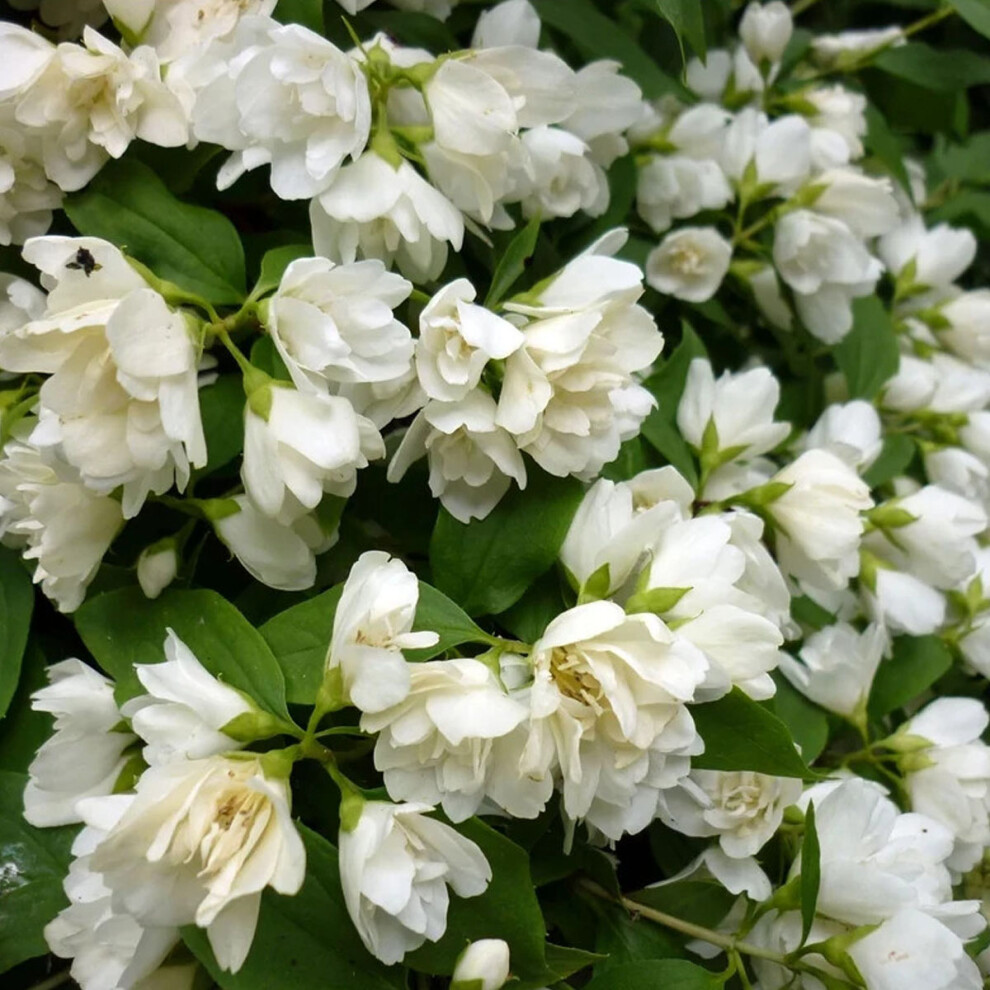 Philadelphus Manteau d'Hermine - Mock Orange, Plant in 2 L Pot