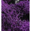SuperMoss 7 59834 25124 8 Μύκητας, 80.75 Κύβος ίντσας (in3) Σακούλα (Περίπου 2oz), Μωβ 3