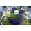 SuperMoss 7 59834 25124 8 Μύκητας, 80.75 Κύβος ίντσας (in3) Σακούλα (Περίπου 2oz), Μωβ 2