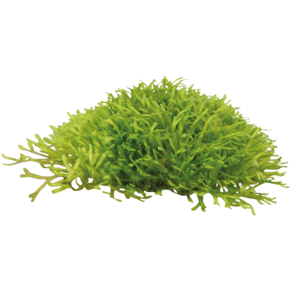 Aquafleur (Riccia Fluitans) Easy Grow Foreground Plants Aquarium Live Plants Collection