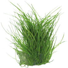 (Eleocharis Acicularis) Aquafleur Easy Grow Foreground Plants Aquarium Live Plants Collection
