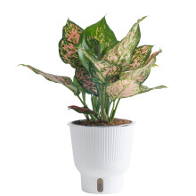 Costa Farms Trending Tropicals Aglaonema Live Indoor Plant Itsekastelu D?cor Plant Pot 1 Foot High