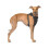 Canada pooch sort alt mesh hund sele x-large 2