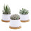 OYSIR 6pcs 3 polegadas Prato Redondo de Bambu, Mini Bandeja para Vaso de Cacto e Flores 5