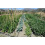 Tubi Per Irrigazione Rocky Mountain Goods Soaker Flat 100 Ft - 2 Pack da 50' Design Doppio Strato 4