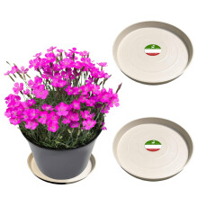 Little Bear Peak Kulat kompozitn rostlinn podlek/Tray (2-balen) | 60 % recyklovanch plastu a 40 % prku z kamene/dreva | Vysoce vkonn lapac