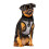 Canada pooch Everything No Pull Dog Harness - Easy Walk Harnes 1
