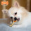 Nylabone ?a????d? ??s??a ?a? ?????d?? Nylabone ??a s?????? - ??ad?ast??? pa????d?a ??s??a ?a? ?????d??? ??a e?p???t?s?? s????? 3