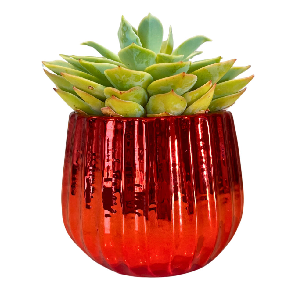 Admired By Nature 4 Ceramic Flower Planter  Ceramic Pot Planter  Indoor Ceramic Bowl  Houseplant Ceramic Pot  Decorative Plant-image-OPC-PFRTB8G-NEW