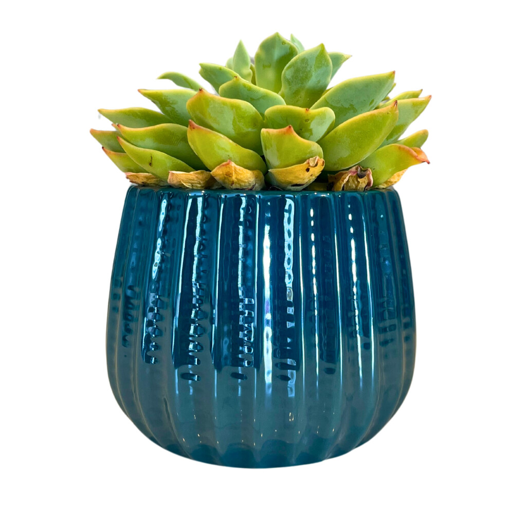 Admired By Nature 4-Calowa Ceramiczna Donica Na Kwiaty Ceramiczna Donica Doniczkowa Ceramiczna Miska Do Wnetrz Roslina Doniczkowa Ceramiczna Doni-image