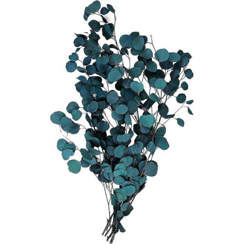 (As show, One size) Eucalyptus Dried Flowers Real