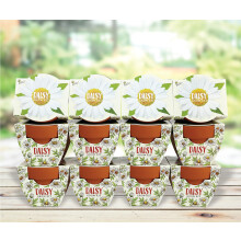 Buzzy Terracotta Mini Grow Pots fr vuxna och barn | Daydream Daisy Flower | 12-rkningsfall | Bsta trdgrdsgvor eller fest gynnar fr brllop
