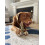 Nylabone Nylabone P 2